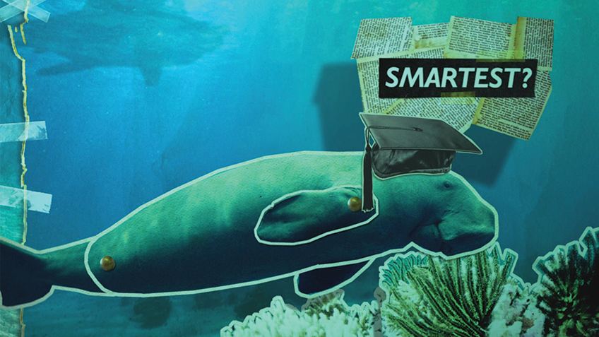 WAC (World Animal Championships)