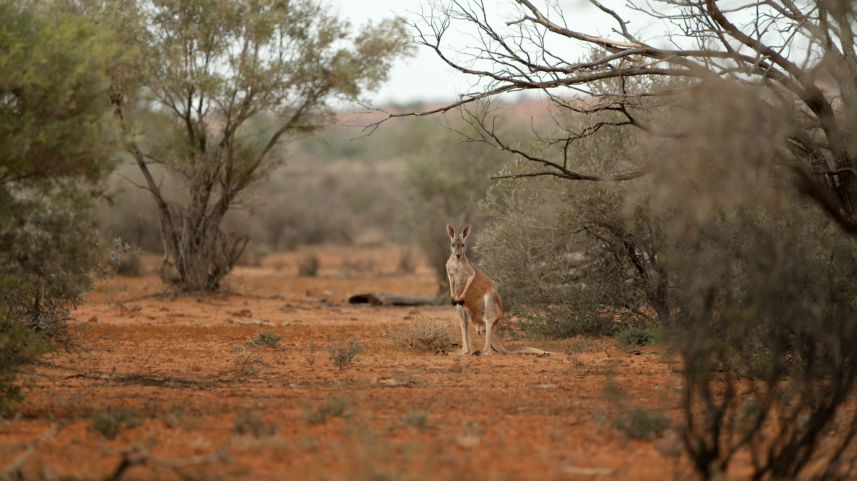 Builttosurvive870x489px0001layer3